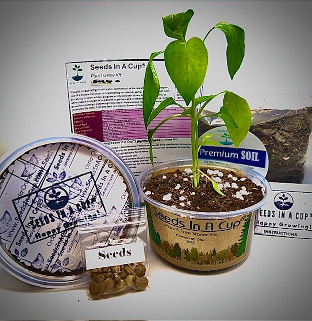 Radish | Plant Seed Starter Grow Kit | Seeds In A Cup® Seed Germination Kit Seeds In A Cup