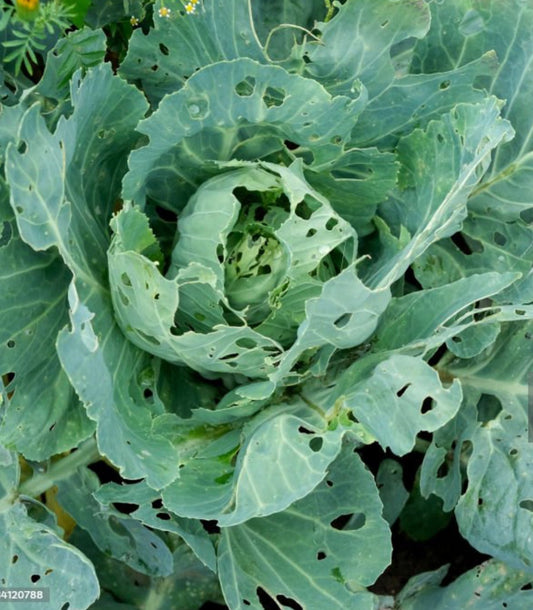 Common Garden Pests: Bugs and Rodents- How to identify pest and rodents. - Seeds In A Cup®