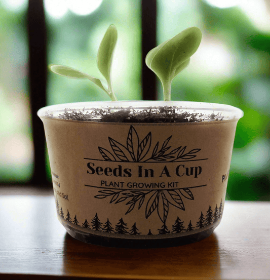 Composting for Your Garden: Benefits and Easy Steps to Get Started - Seeds In A Cup®