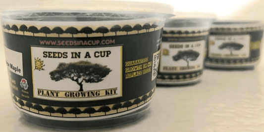 No Yard? No Problem! Gardening in Small Spaces - Seeds In A Cup®