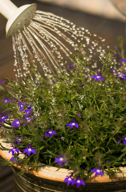 Signs of Overwatering and Underwatering Plants: How to Keep Your Garden Thriving - Seeds In A Cup®