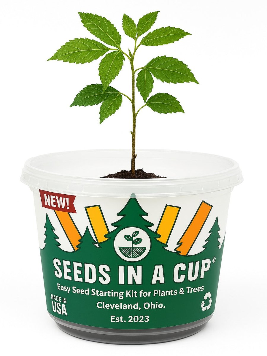 Basil | Plant Seed Starter Grow Kit | Seeds In A Cup® Seed Germination Kit Plant Seed Starter Grow Kit