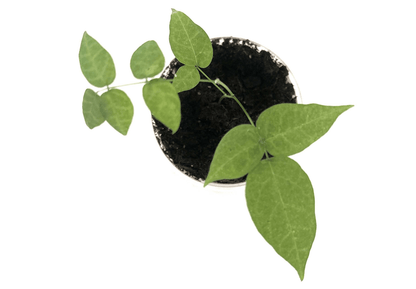 Chives Plant Seed Starter Grow Kit Seeds In A Cup Germination grow kit perfect gift for kids, families, and classrooms