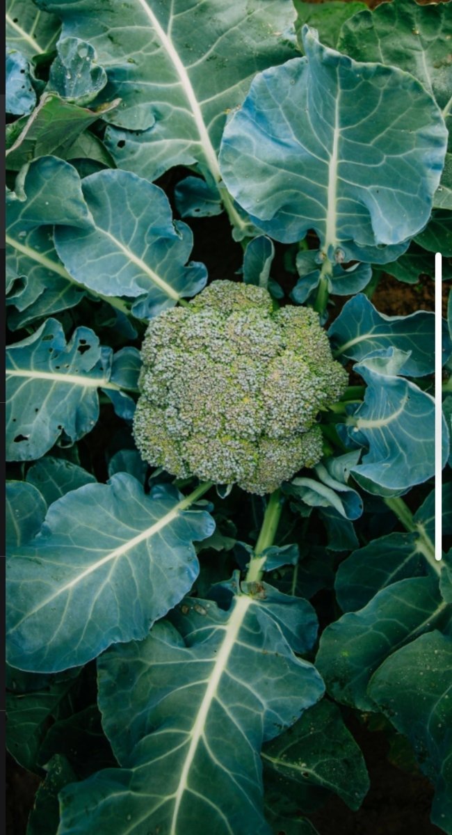 English Ivy Vine Affordable seed grow kit made in USA – perfect gift for kids, families, and classrooms