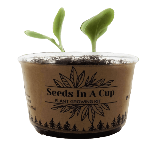 plant growing kit with how to grow from seed Seeds In A Cup best grow kit