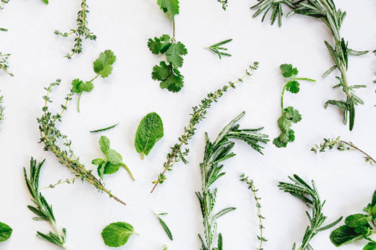 Various green herbs on a white background