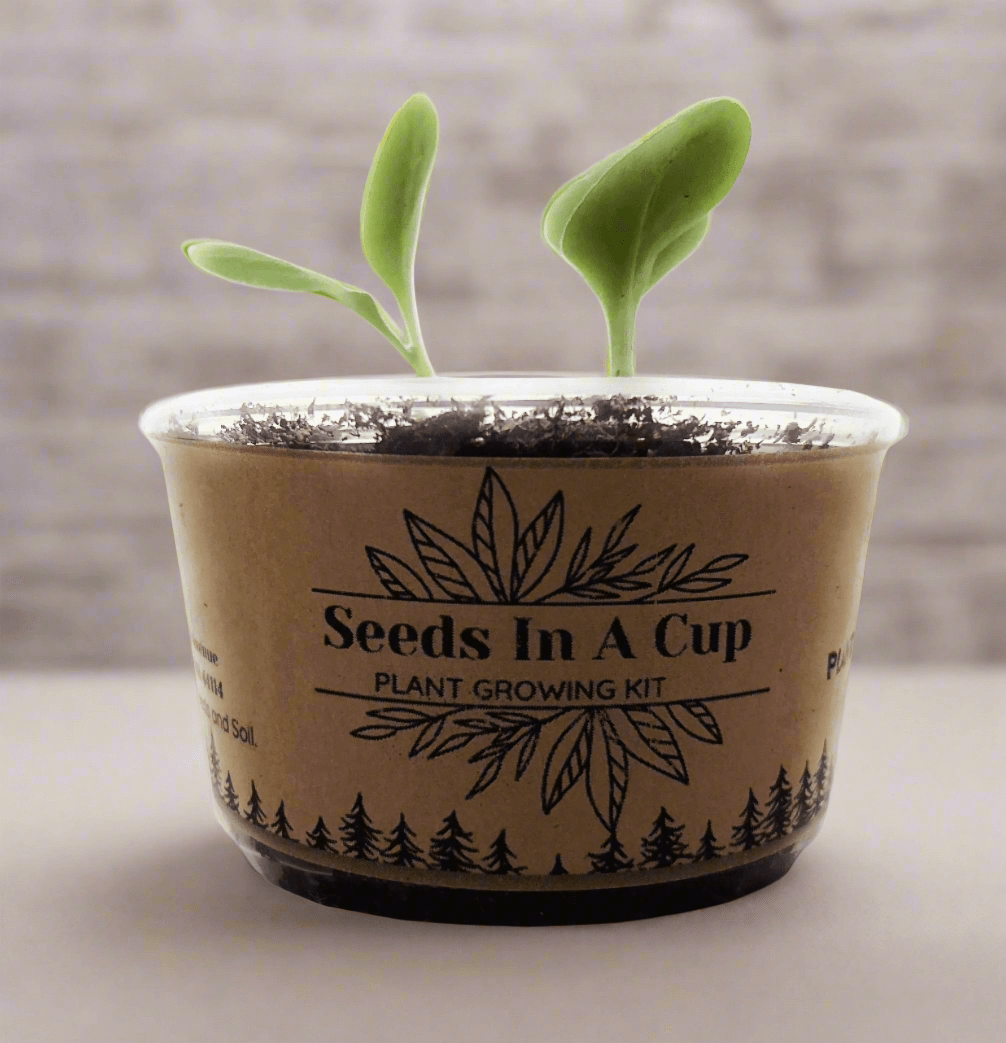 DIY plant grow kit by Seeds In A Cup® – perfect for beginners and small space