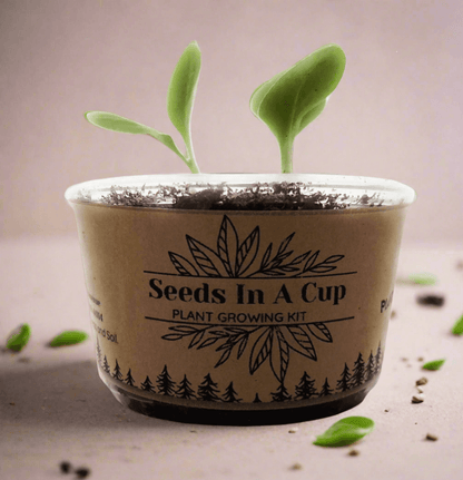DIY seed grow kit from SeedsInACup.com – easy gardening for kids, families, and classrooms