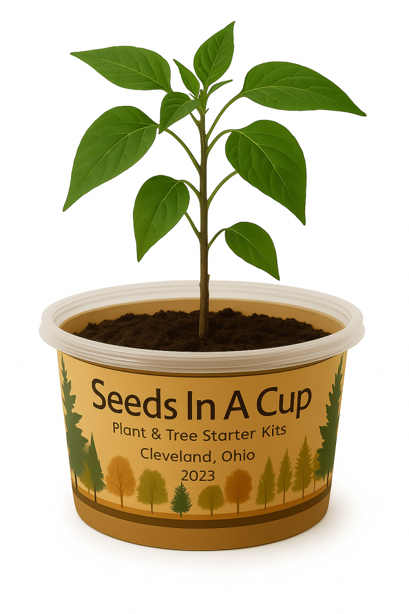 Seeds In A Cup® plant grow kit – indoor gardening made easy for kids and families