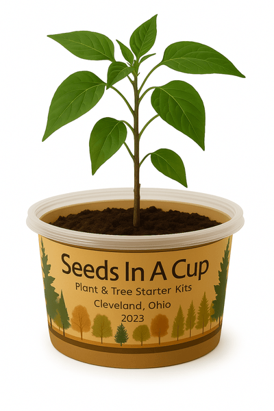 Seeds In A Cup® plant grow kit – indoor gardening made easy for kids and families