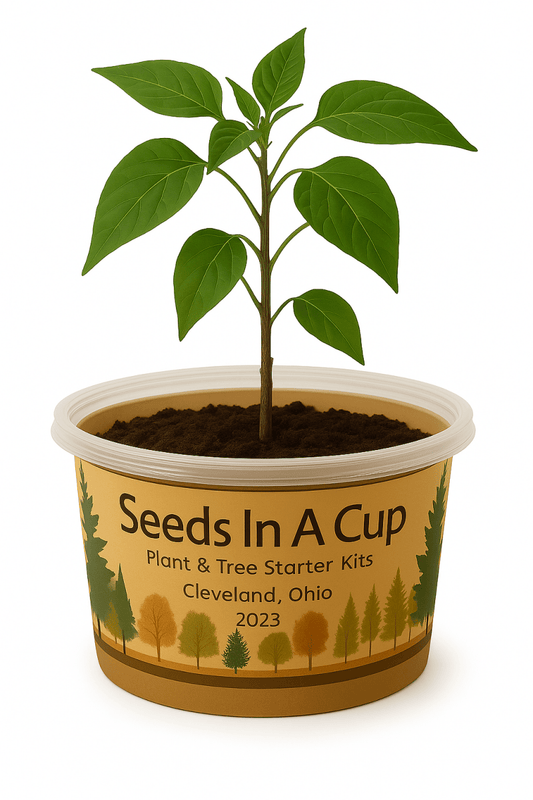 Seeds In A Cup® plant grow kit – indoor gardening made easy for kids and families