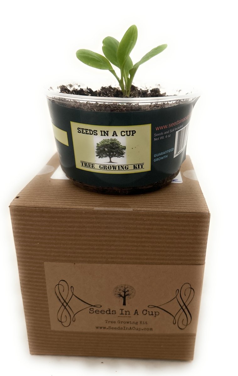 Macadamia Nut Tree Affordable seed grow kit made in USA – perfect gift for kids, families, and classrooms