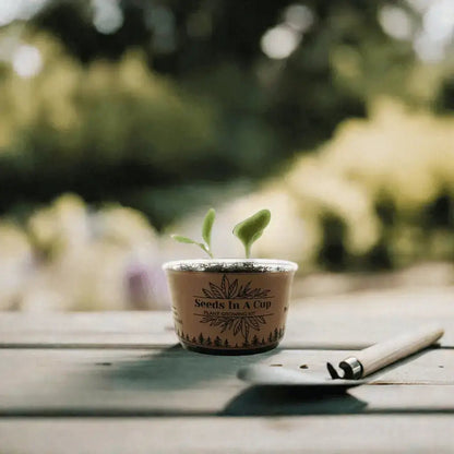 Top-rated seed starter kit – grow herbs, vegetables, and trees with Seeds In A Cup®