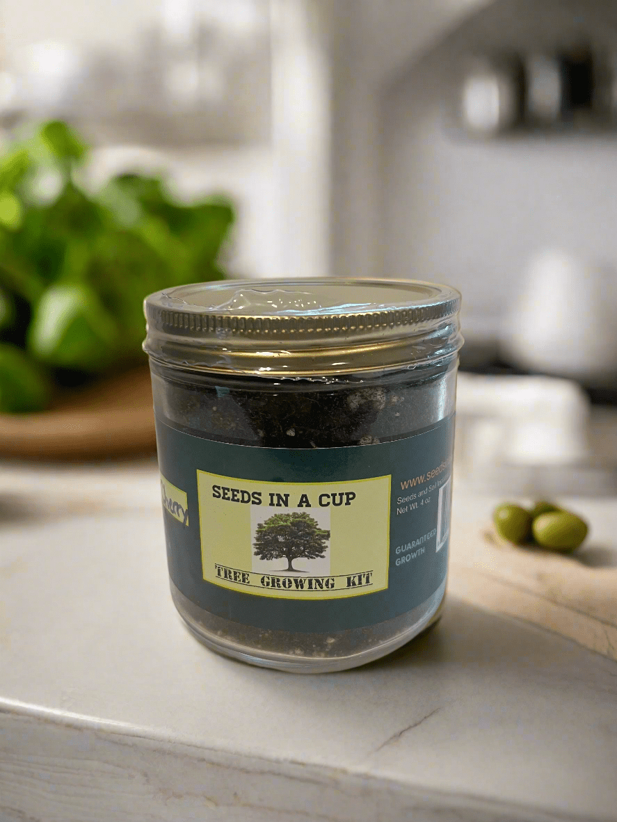 Cedar Tree | Seed Starter Grow Kit | Seeds In A Cup® Tree Seed Grow Kit Plant Grow Kit Tree Grow Kit Seed