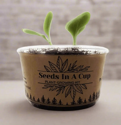 Zucchini | Plant Seed Starter Grow Kit | Seeds In A Cup® Seed Germination Kit Seeds In A Cup